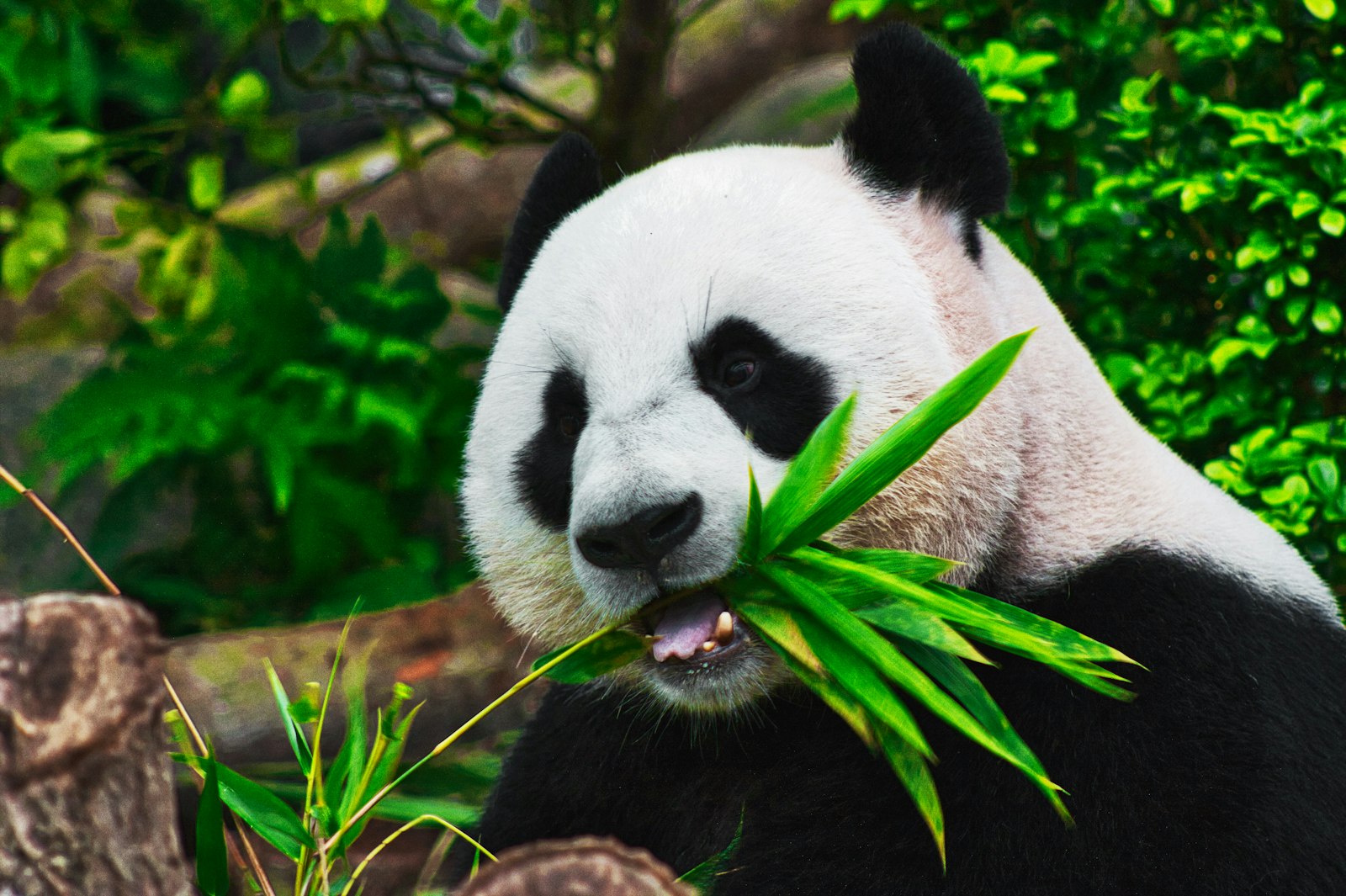 Chengdu
